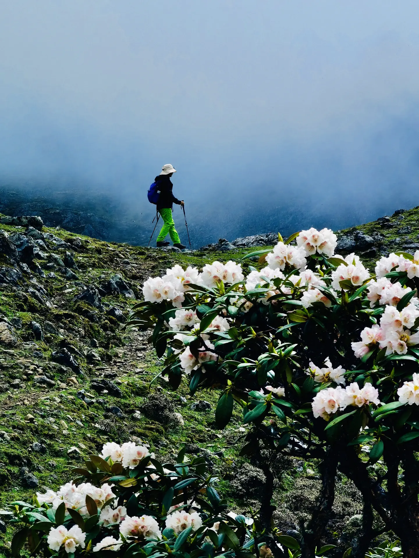 Chloe walking among alpine rhododendrons in Yunnan