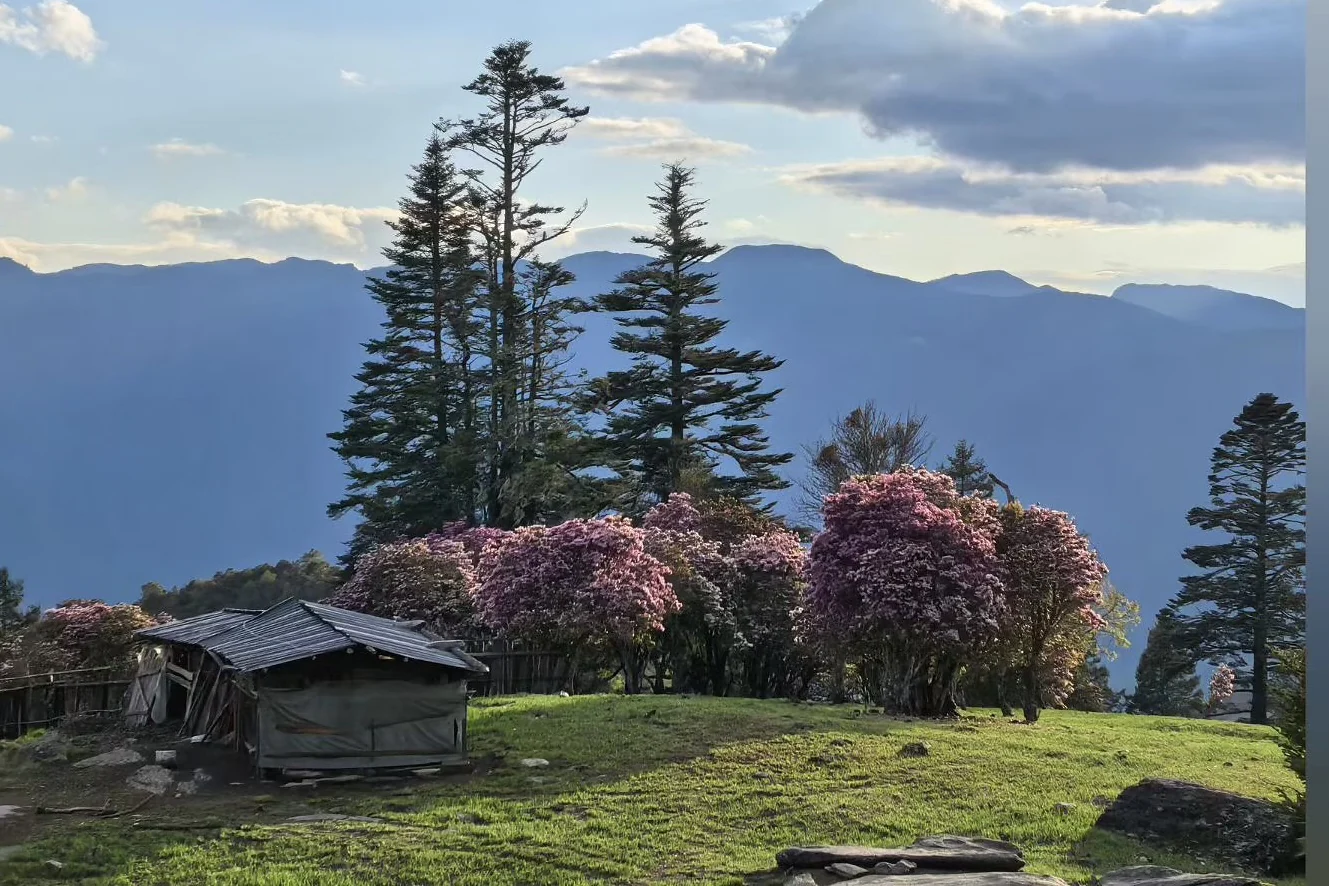 A mountain shelter beside flowering rhododendrons in Laoyao Mountain high country