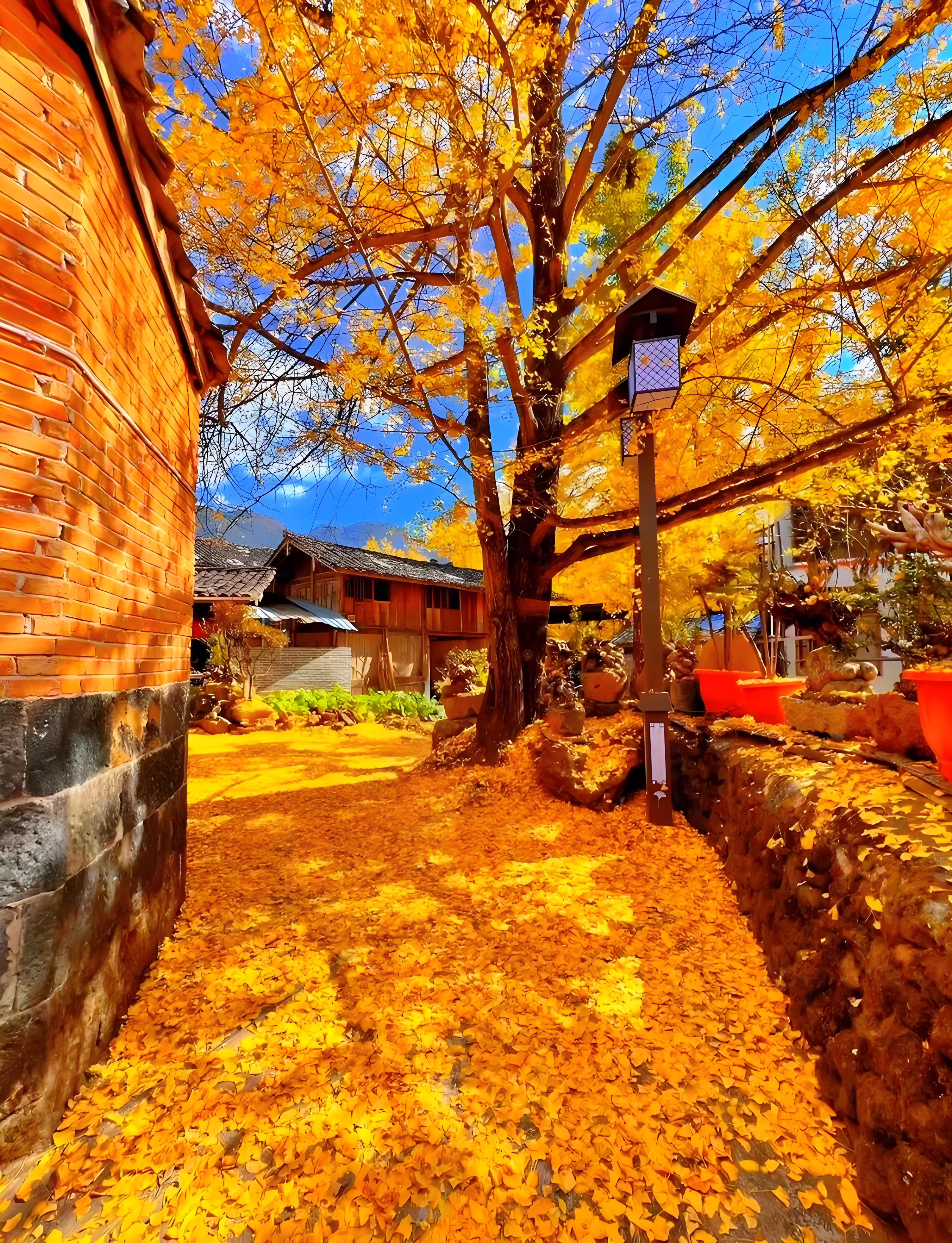 A village lane carpeted with golden ginkgo leaves in Tengchong