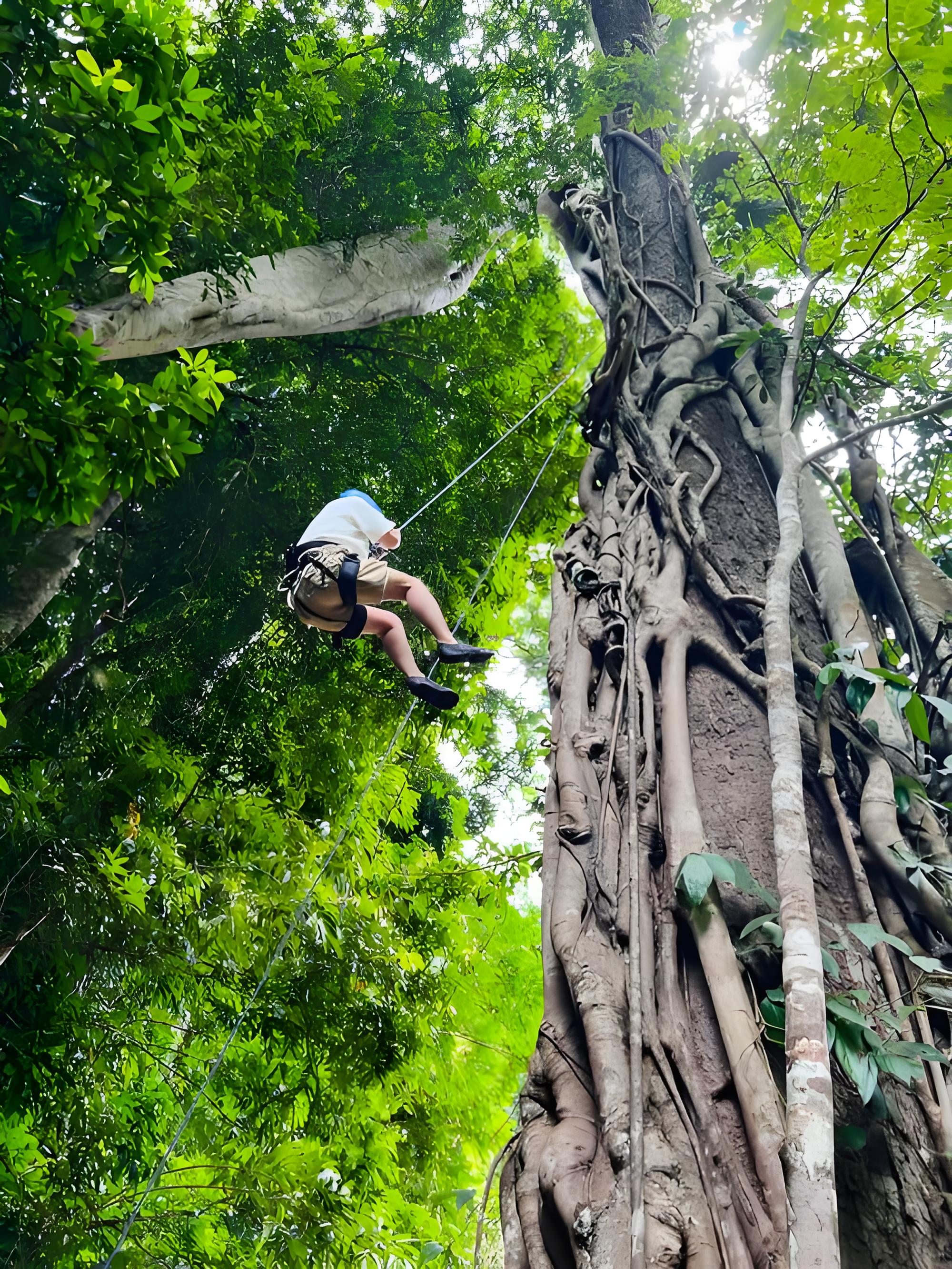 A person ziplining beside a giant tree in a tropical rainforest