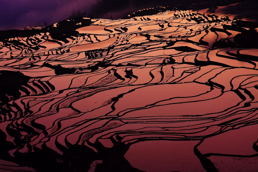 Flooded rice terraces reflecting warm evening light
