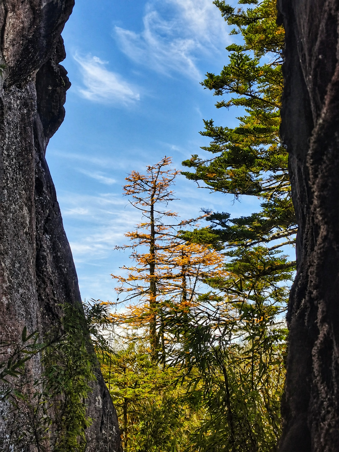 A forest path in the mountains of northwest Yunnan