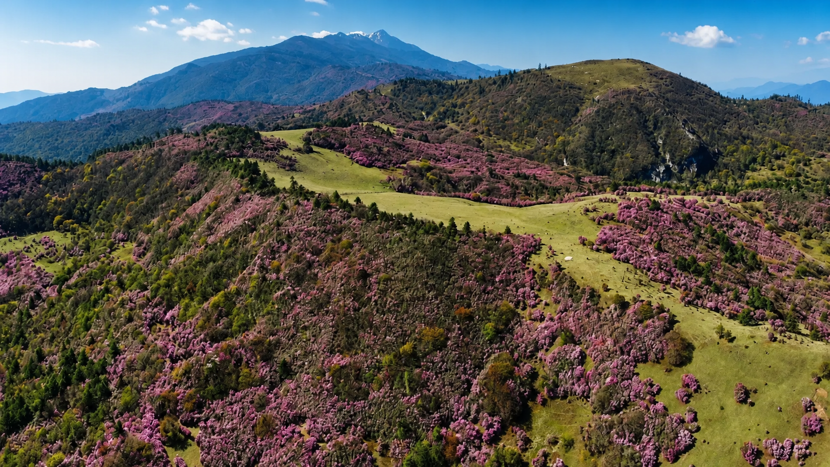 Rhododendron-covered mountain slopes and meadow in Luoguqing