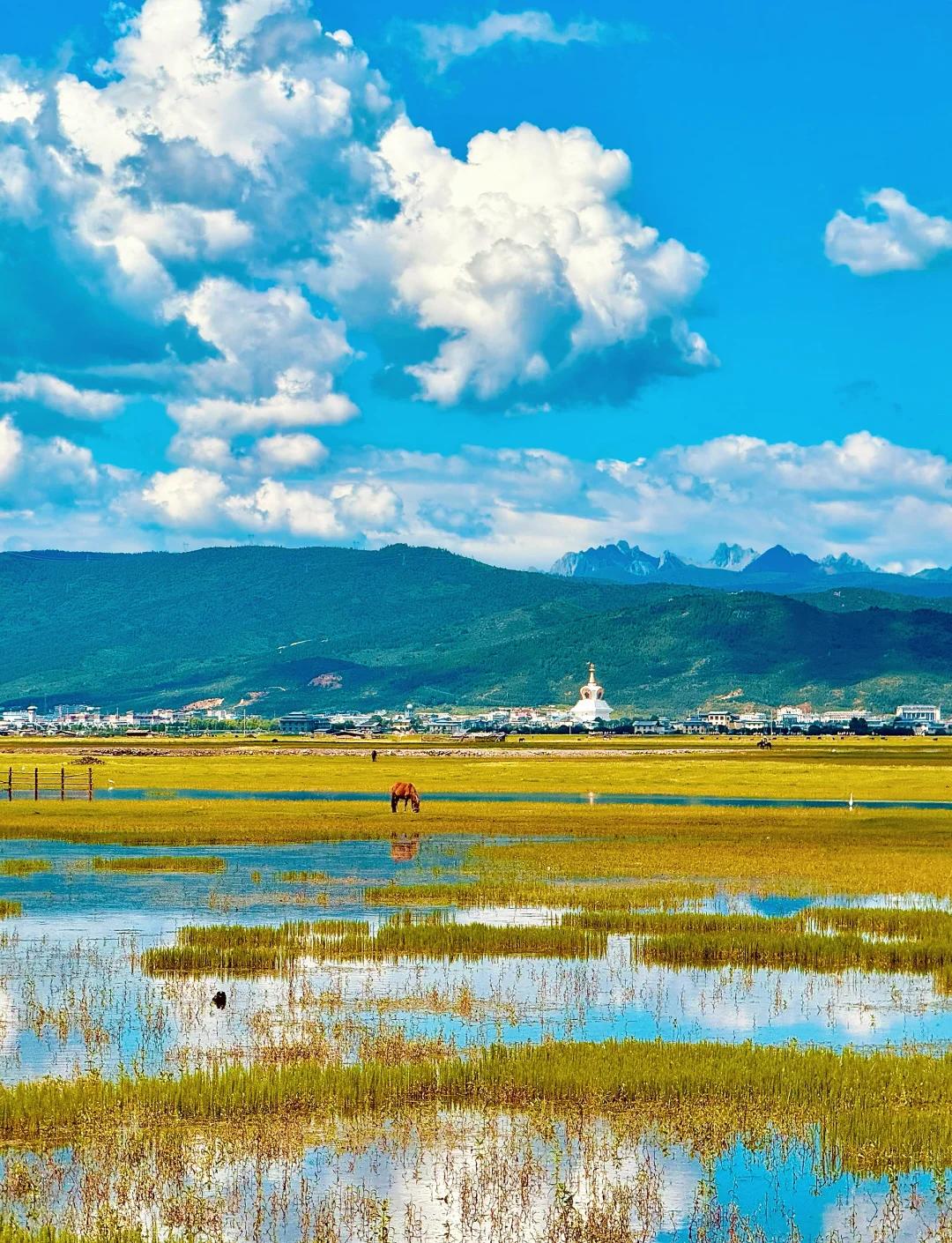 A horse grazing in the wetlands of Napa Lake with mountains beyond